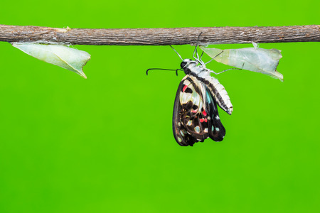 Close up of newly born Common Jay Graphium doson butterfly clinging on its pupal case beside an other fresh pupa green backgroundの写真素材