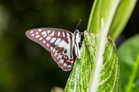 Close up of Common Jay Graphium doson butterfly clinging on green leaf in natureの写真素材