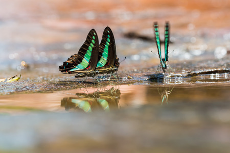 Blue Triangle butterflies puddling on the ground in nature with reflectionの写真素材