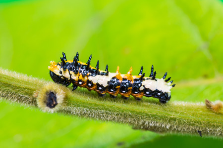 Close up of young Common Mime Papilio clytia caterpillar on its host plantの写真素材