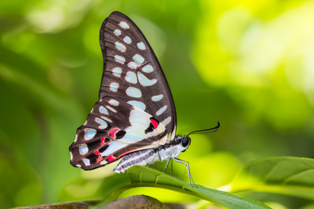 Close up of Common Jay Graphium doson butterfly perching on green leaf in natureの写真素材