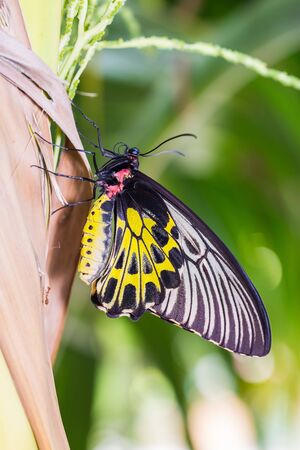 Close up of female golden birdwing Troides aeacus butterfly clinging on palm tree in natureの写真素材