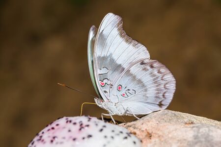 Close up of Redspot Duke Euthalia evelina butterfly feeding on ripe fruit, lateral viewの写真素材