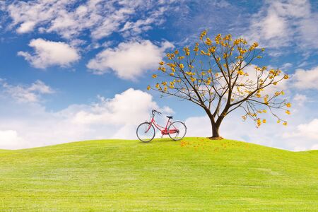 Silk Cotton flower treeon green grass field in clear sky and a bicycle on the grass fieldの写真素材