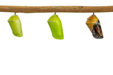 Close up of Common Tiger Danaus genutia pupae, isolated on white background with clipping pathの写真素材