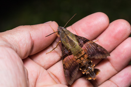 Close up of Macroglossum possibly Macroglossum heliophila or Macroglossum sitiene hawk moth on human handの写真素材