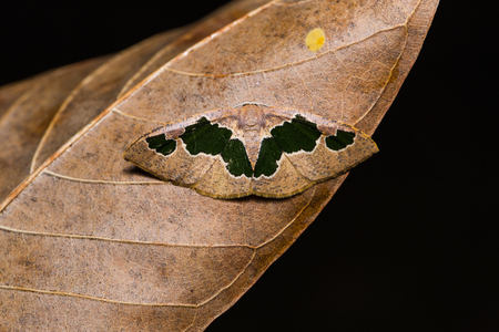 Close up of Celenna festivaria moth on dried leaf, flash firedの写真素材
