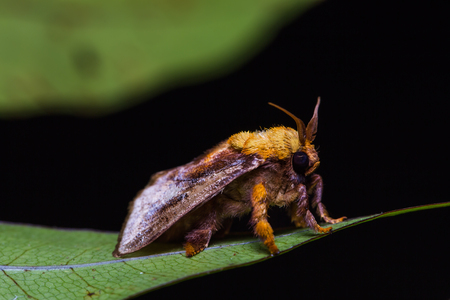 Close up of Miresa moth possibly Miresa fulgida on green leaf in nature, flash firedの写真素材