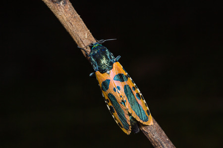Close up of Goat moth Xyleutes mineus, Chalcidica mineus clinging on the wood stem in nature, dorsal...