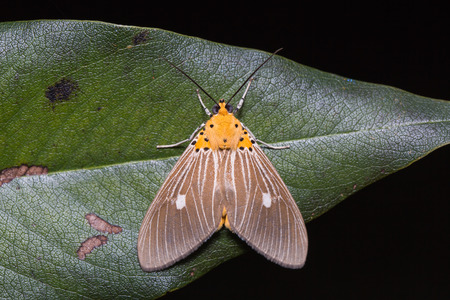 Close up of Asota caricae moth on green leaf in nature, flash fired