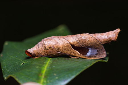 Close up of Lappet moth Paralebeda plagifera on green leaf in nature, flash fired