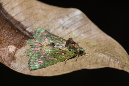 Close up of unidentified moth on dried leaf in nature, flash fired