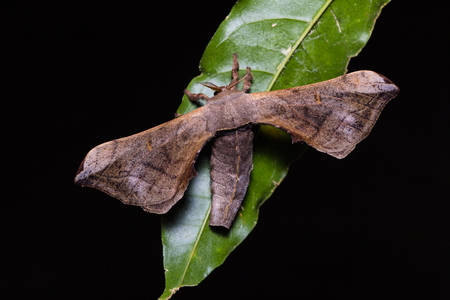 Close up of Gunda moth possibly Gunda javanica Moore on green leaf in nature, flash firedの写真素材