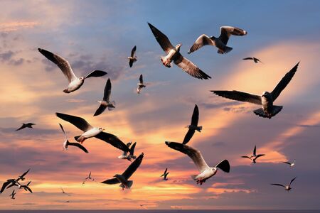 Seagulls flying at sunset sky at Bangpu, Thailand