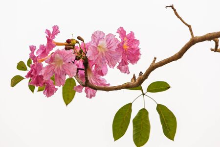 Close up of Pink Trumpet Tabebuia rosea flowerの写真素材