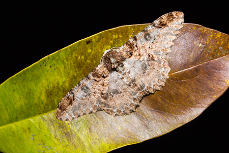 Close up of Buzura (America) recursaria moth on dried leaf in nature, flash firedの写真素材