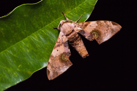 Close up of Durian hawkmoth (Daphnusa ocellaris) on green leaf in nature, dorsal view, flash firedの写真素材