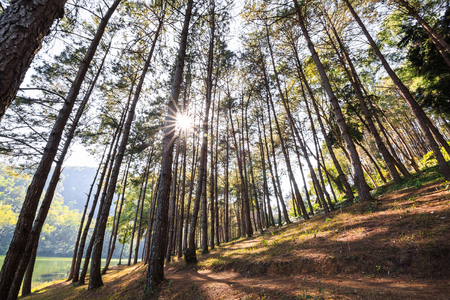 Pine trees against sunlight with lens flare at Pang Ung (Pang Tong reservoir), Mae Hong Son province, Thailandの写真素材