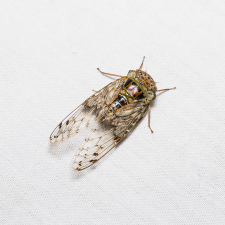 Close up of cicada on white screen, dorsal view, flash firedの写真素材