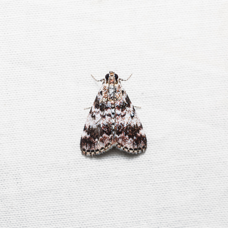 Close up of unidentified moth on white screen, dorsal view, flash firedの写真素材