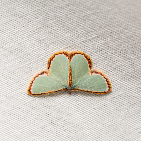 Close up of Comostola pyrrhogona moth on white screen, dorsal view, flash firedの写真素材