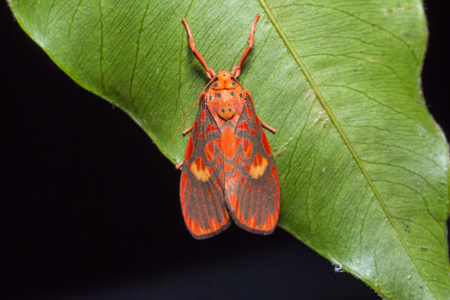 Close up of Tiger moth (Barsine cuneonotatus) on green leaf, dorsal view, flash firedの写真素材
