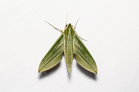 Close up of Cechenena subangustata hawkmoth on white screen, dorsal view, flash fired