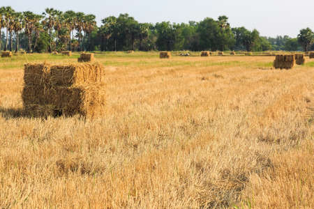 Haystack or rice straw bale on rice field after harvesting, Thailandの写真素材