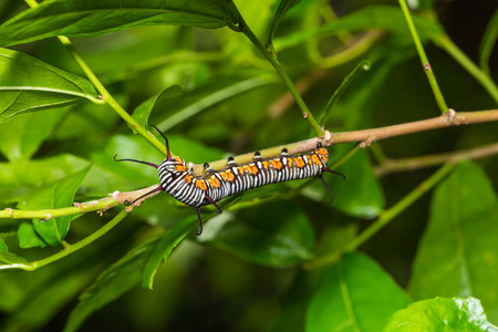 Close up of Common Indian crow (Euploea core) caterpillar on its host plant stem in natureの写真素材
