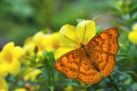 Close up of female Black Prince (Rohana tonkiniana siamensis) butterfly perching on flower in natureの写真素材