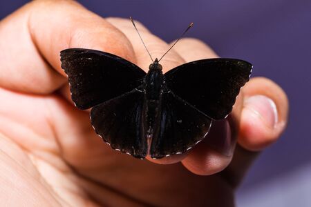 Close up of male Black Prince (Rohana tonkiniana siamensis) butterfly perching on human fingersの写真素材