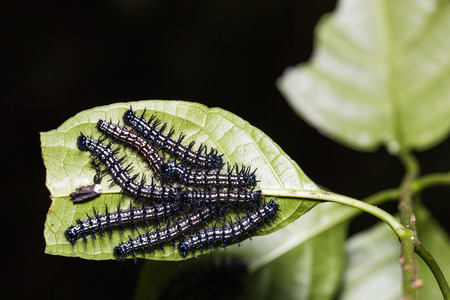 Close up of group of Autumn Leaf (Doleschallia bisaltide) caterpillars on its host plant leaf in natureの写真素材