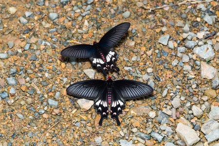 Close up of two Adamson's Rose (Byasa adamsoni) butterflies mud-puddling on the ground in nature, dorsal viewの写真素材