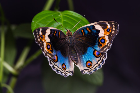 Close up of Blue pansy (Junonia orithya) butterfly perching on green leaf, dorsal viewの写真素材