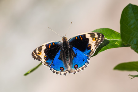 Close up of Blue pansy (Junonia orithya) butterfly perching on green leaf in nature, dorsal viewの写真素材