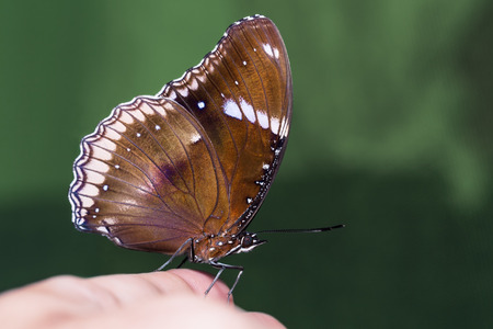 Close up of male Great Eggfly (Hypolimnas bolina) butterfly perching on human handの写真素材