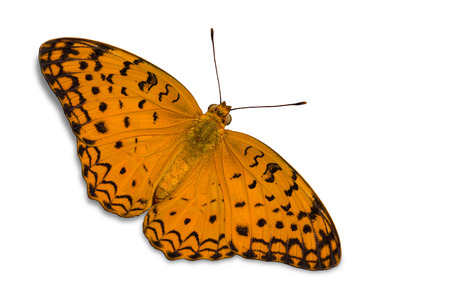 Close up of  Common Leopard or Spotted Rustic (Phalanta phalantha) butterfly, dorsal view, isolated on white background with clipping pathの写真素材