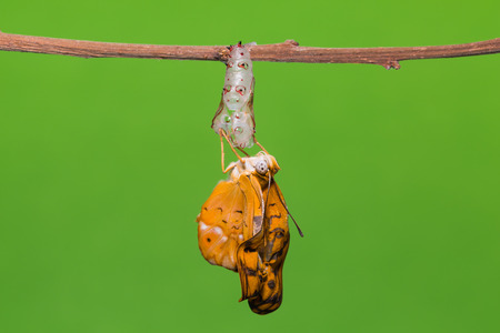 Close up of  newly born Common Leopard or Spotted Rustic (Phalanta phalantha) butterfly, green...