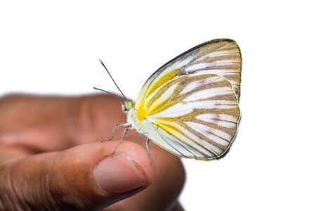Close up of Common Gull (Cepora nerissa) butterfly perching on human finger, isolated on white background with clipping pathの写真素材