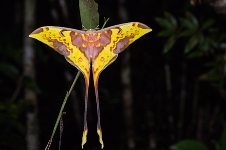 Close up of Malaysian moon moth (Actias maenas) in nature, dorsal viewの写真素材