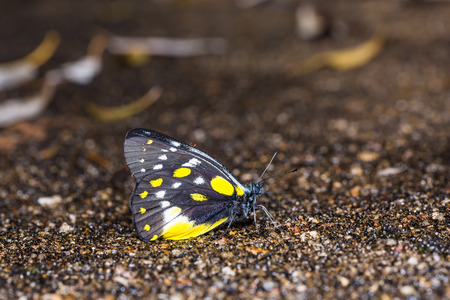Close up of Hill Jezebel (Delias belladonna) butterfly puddling on the ground in natureの写真素材