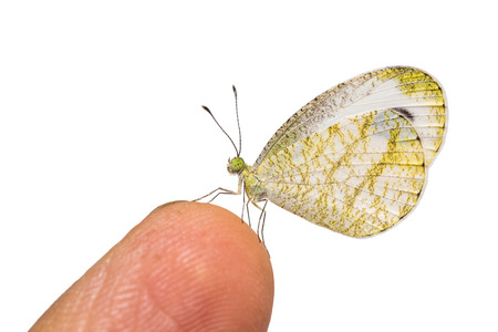 Close up of Psyche (Leptosia nina) butterfly perching on human finger, isolated on white background with clipping pathの写真素材