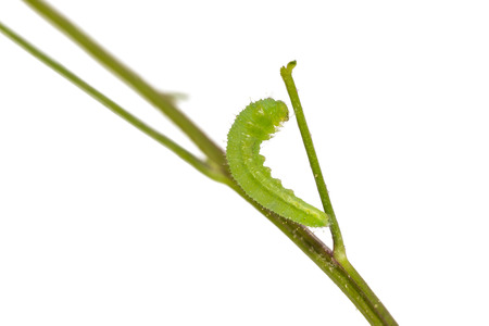 Close up of mature Psyche (Leptosia nina) caterpillar prepares itself for pupation, isolated on...