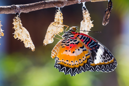 Close up of new born male Leopard lacewing (Cethosia cyane euanthes) butterfly after its emergence from its pupaの写真素材