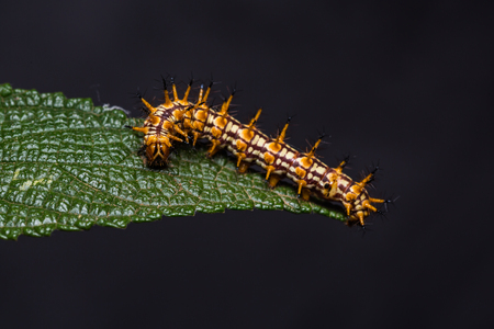 Close up of Yellow coster (Acraea issoria) caterpillar on its host plant leafの写真素材