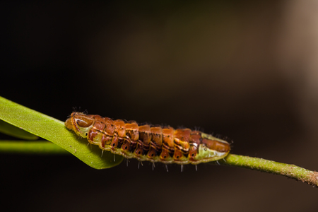 Close up of Common Oakblue (Arhopala pseudocentaurus) caterpillar on its host plant leafの写真素材