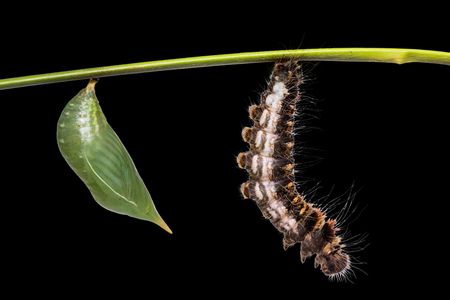 Close up of Common Duffer (Discophora sondaica) pupa and caterpillar preparing itself for pupation, isolated on black background with clipping pathの写真素材
