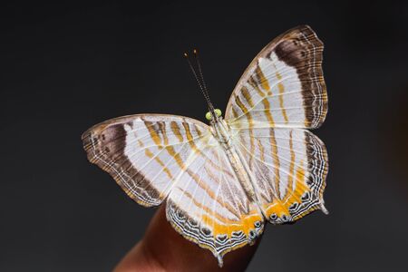 Close up of Little Map (Cyrestis themire) butterfly on human finger, dorsal view