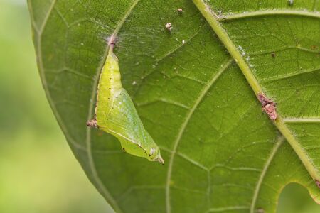 Close up of Little Map (Cyrestis themire) pupa under green leafの写真素材