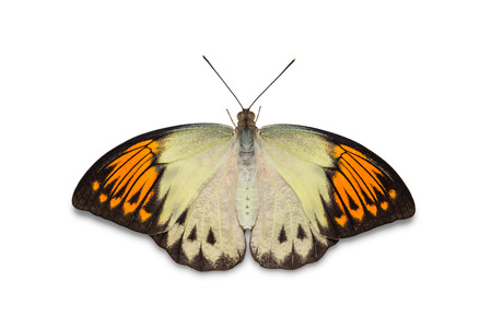 Close up of Great Orange Tip (Hebomoia glaucippe) butterfly, isolated on white background with clipping path, dorsal viewの写真素材